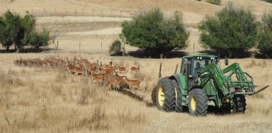 Rentoul HindFeedingDrought 2024 01