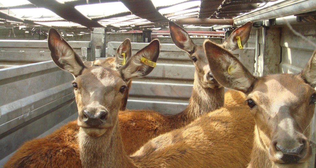 Deer on in crates on trucks 027 2