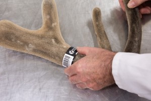 VelTrak black tag being placed on a stick of velvet