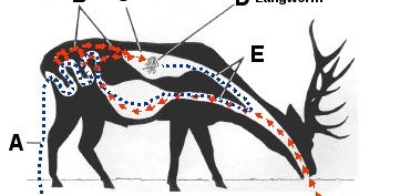 cycle of lungworm