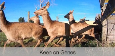 keen on genes videos