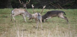 Barry Gibb Fallow Deer 4