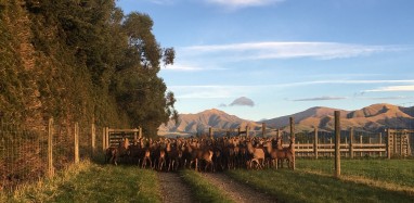 Ange Blair Weaners in autumn
