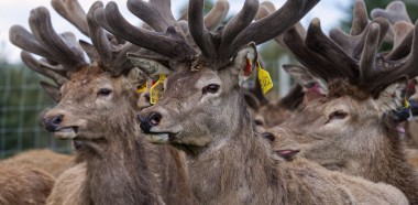 Angela McIntyre Lets grow boys