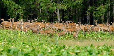 The Kowhais Pasja late January hinds and fawns