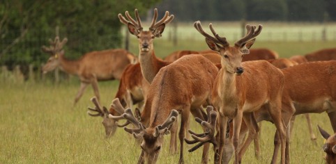 Two year old stags pre velveting 41