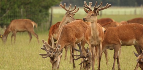 Two year old stags pre velveting 42