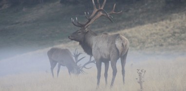 33.Joel Galloway Elk in red country