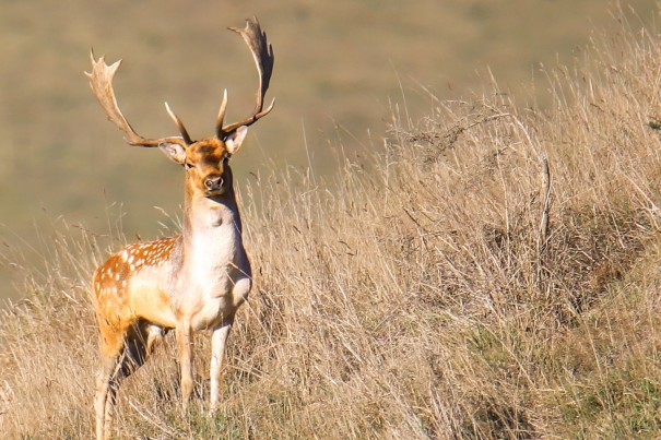 Bailee Reuben - Ruttn Deer in the field