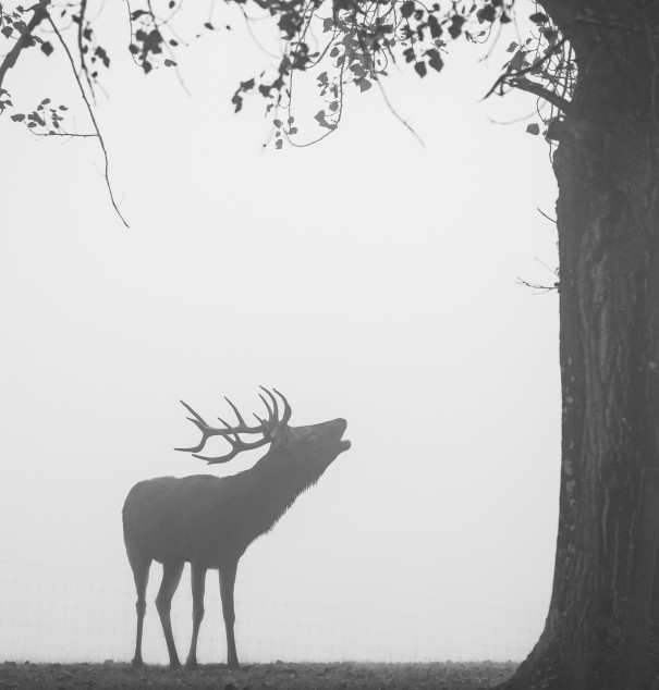 Sophie Hansen - On a foggy Autumn Waikato morning the stags are roaring