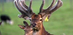 antler