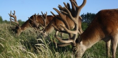 antlers website 0