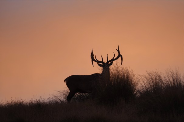 Tony Pidgeon - Sunset bull