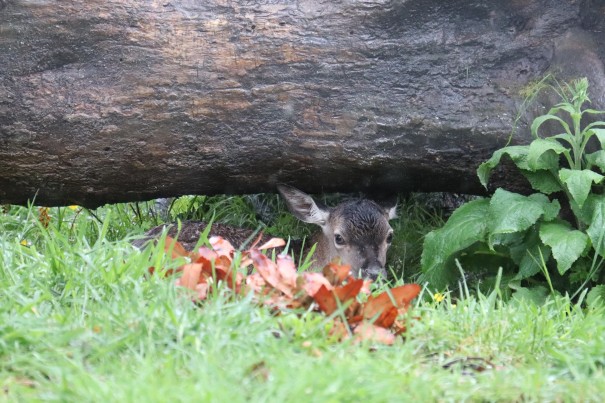 Shaye Wotherspoon - Peering out at the new world