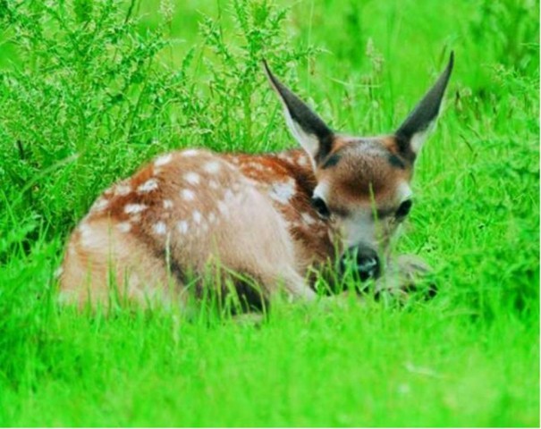 Fawn