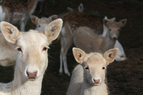 Gail Simons - Fallow family