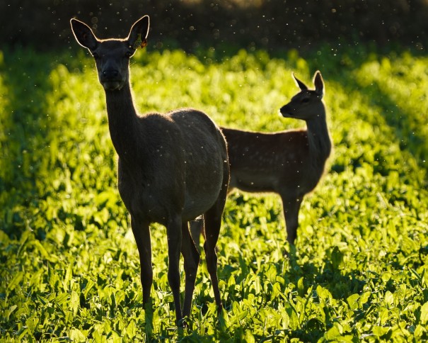Quin Hartley - Hind and fawn in the late afternoon sun
