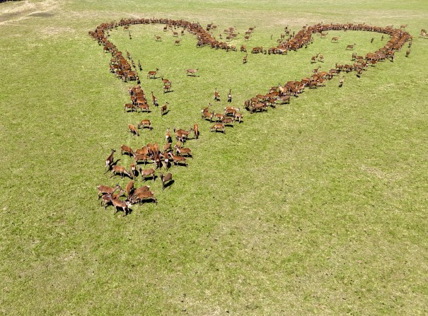 Emma Smith - Hinds in a shape of love heart made from grain