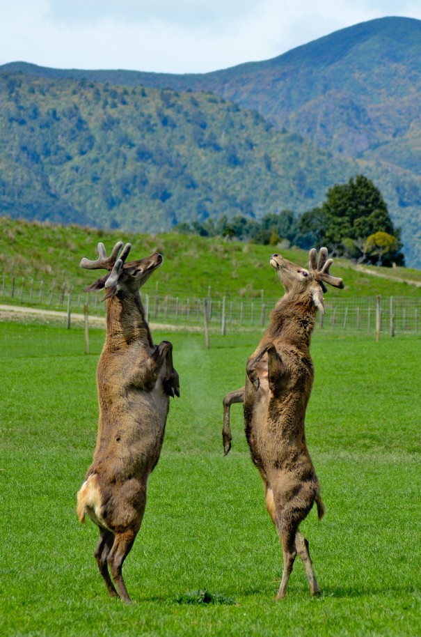 Kristen Rowe - Dundas Creek Stags