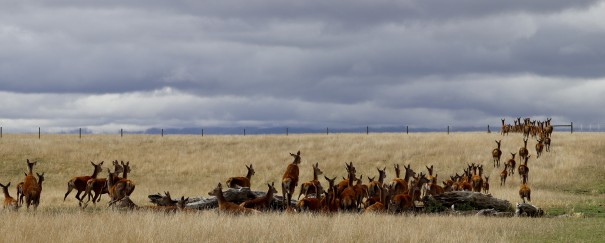 Leora Werner - Hinds and fawns taking off across a paddock into the stormy clouds