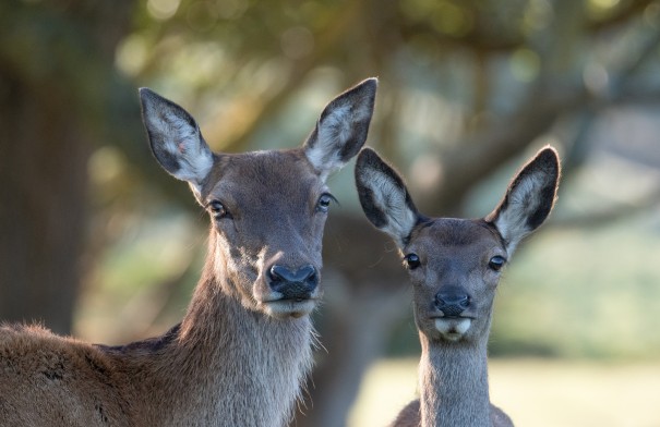 Sophie Hansen - Mother and fawn