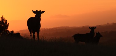 Tony Roberts Red sky pose