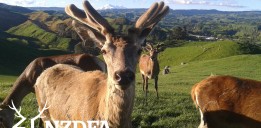 Melissa Stone Ruapehu through antlers Next Gen logo