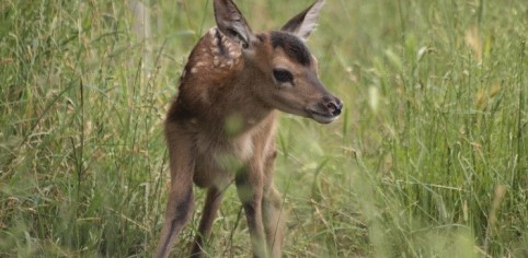 Fawn in grass