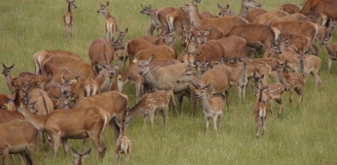 Hinds and fawns