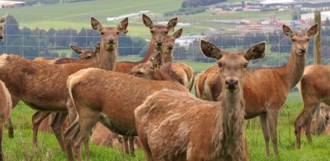 Hinds on the Invermay hill farm overlooking the Taieri Plains1