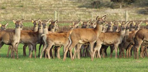 DeerFact InternalParasites 2021 web