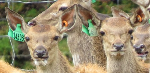 WeanersTagged