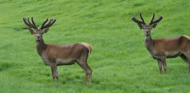 Grant Charteris Double trouble edit
