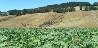 Raphno early establishment success in dry summer