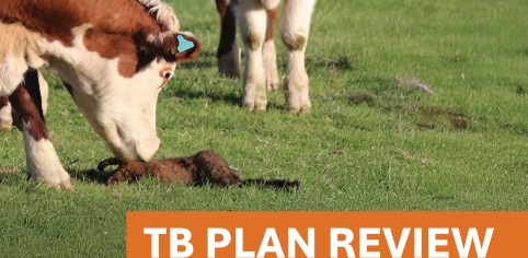 TB Plan Review thumbnail
