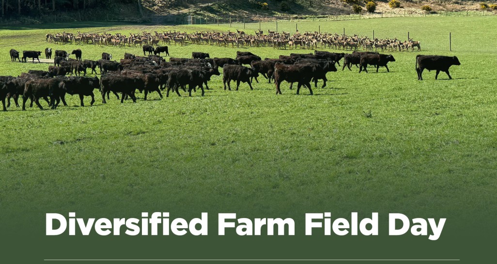 multi species diversified farm field day
